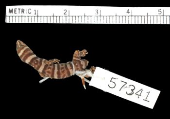 Media type: image;   Herpetology R-57341